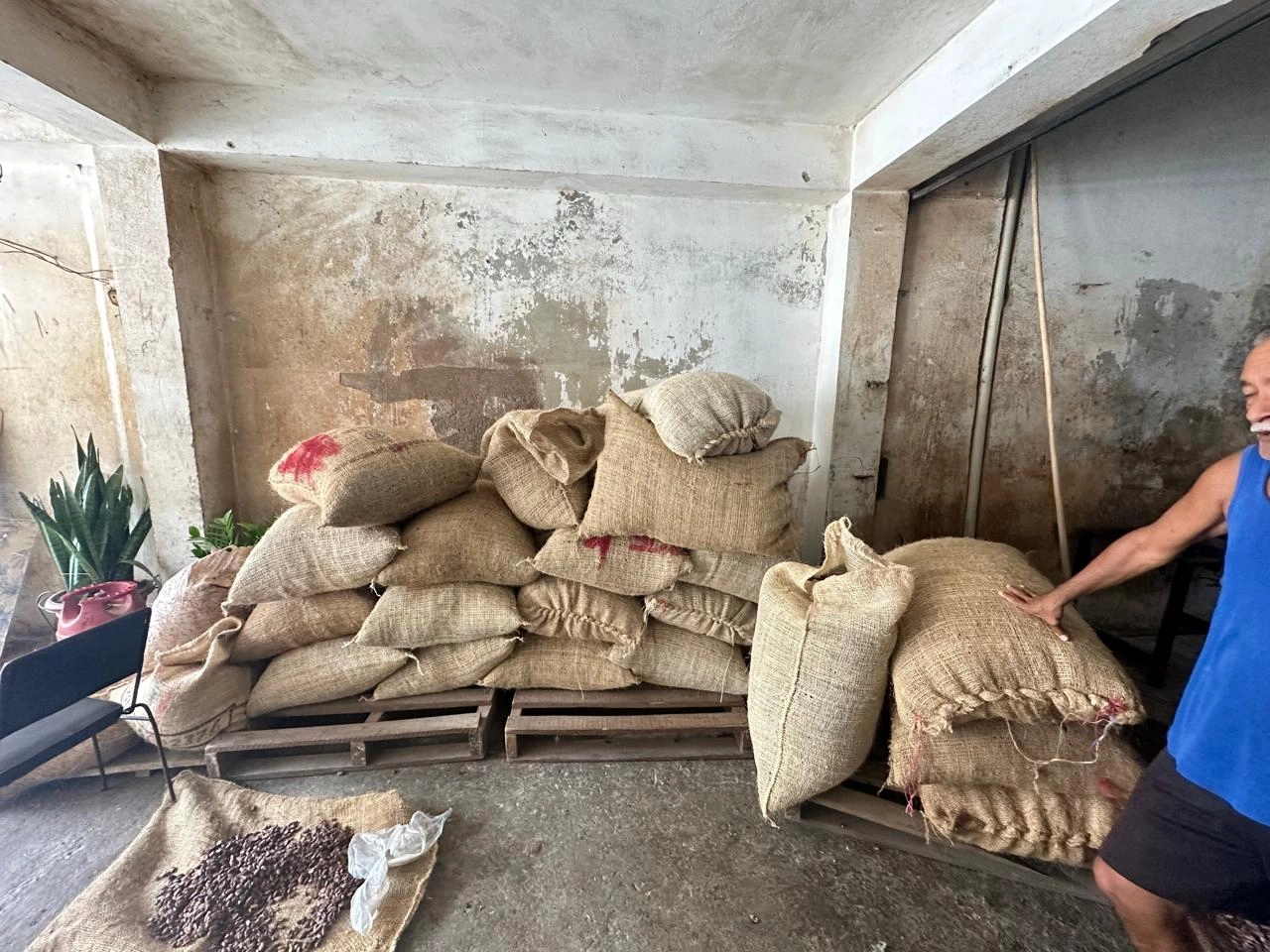 Photographic mosaic of cocoa production in Barinas