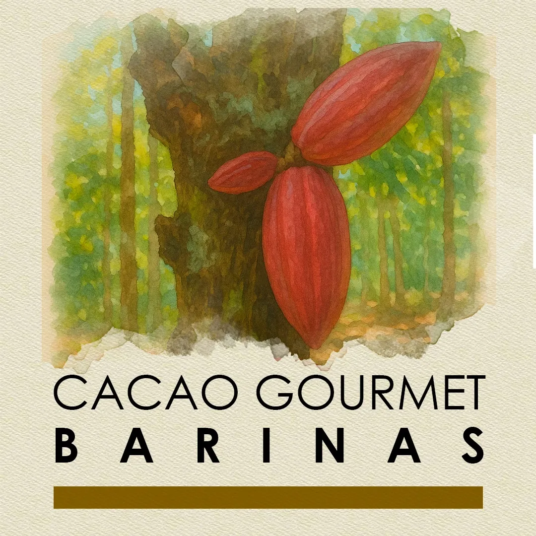 Panoramic view of Barinas cocoa plantation