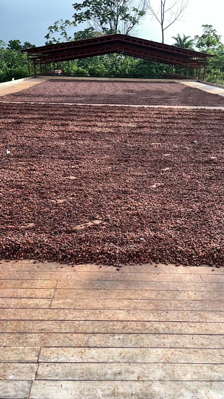 South Lake cocoa sun-drying process on wooden beds