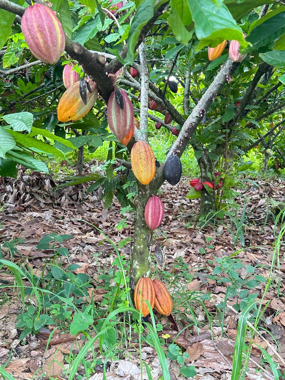 Barinas cocoa sun-drying process on wooden beds