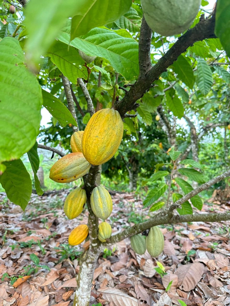 Barinas cocoa sun-drying process on wooden beds