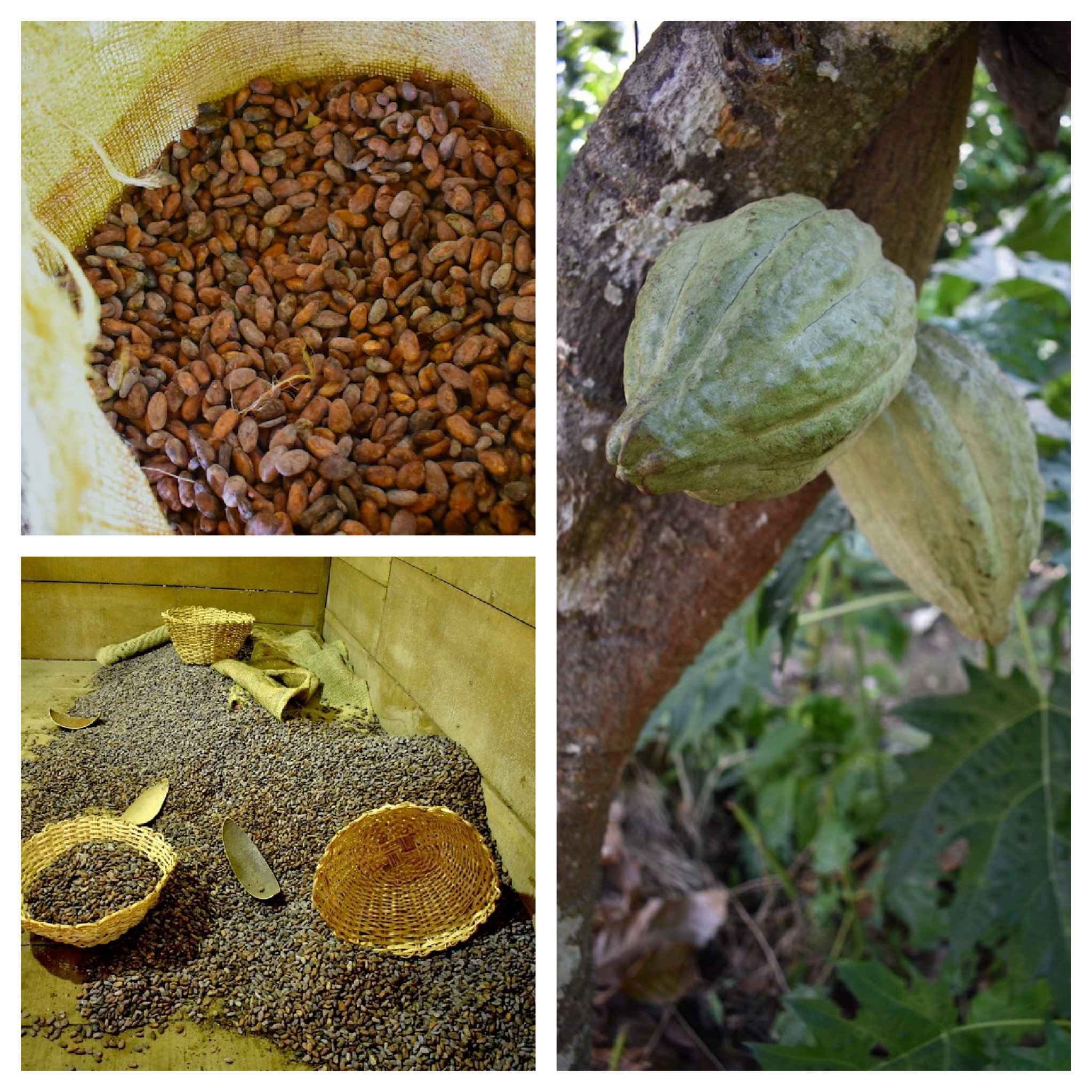 Agricultores de Chuao trabajando en la plantación de cacao