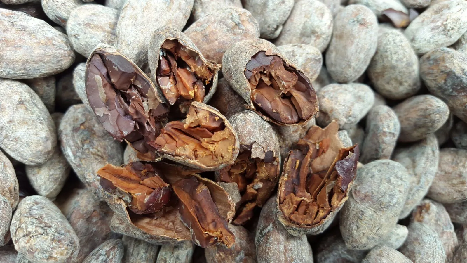 Análisis detallado del grano de cacao de Manapiare mostrando su estructura interna