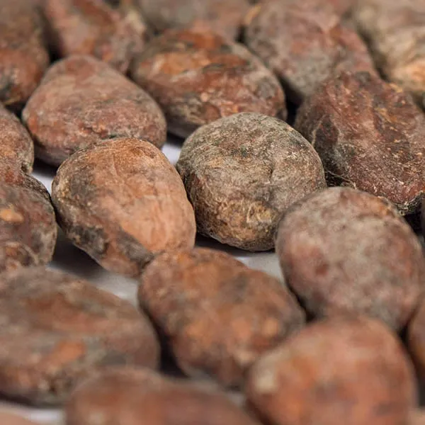 Análisis detallado del grano de cacao de Mantuano mostrando su estructura interna