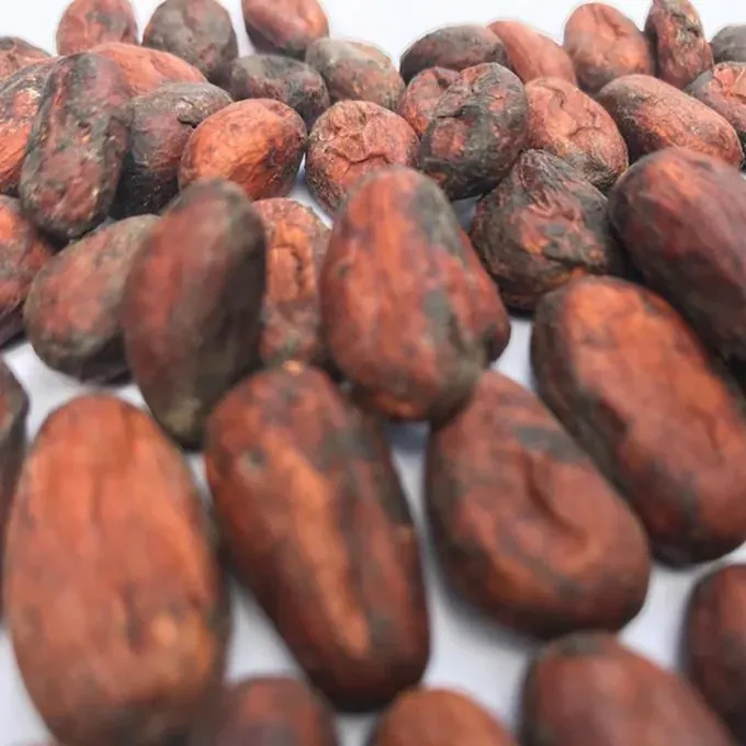 Detailed analysis of Carupano Pintao cocoa bean showing internal structure