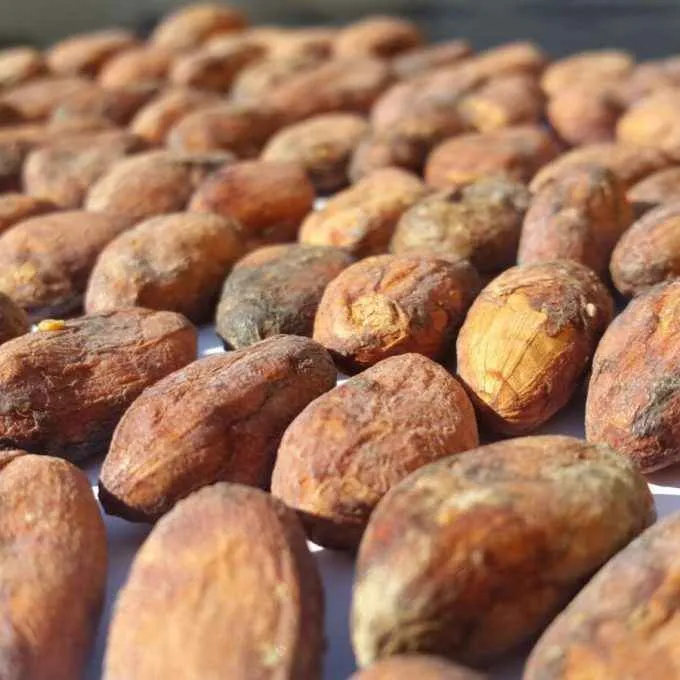 Análisis detallado del grano de cacao de Chuao mostrando su estructura interna