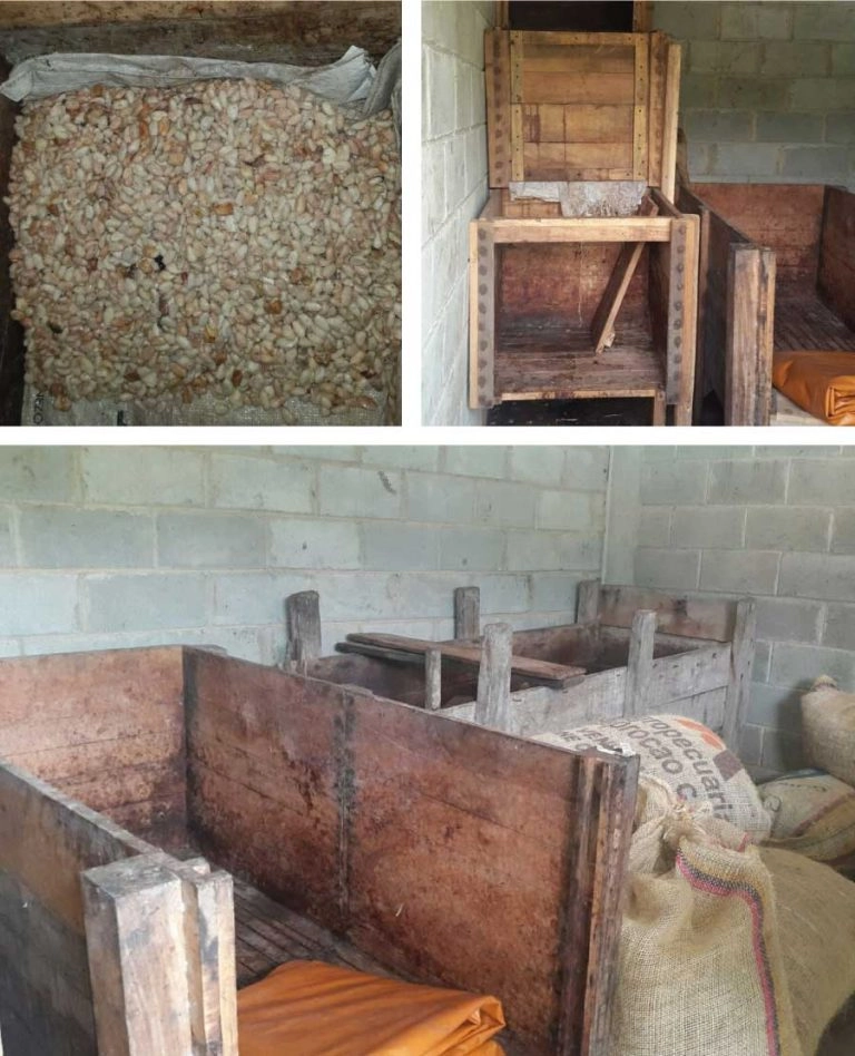 Proceso de fermentación del cacao de Canoabo en cajones de madera
