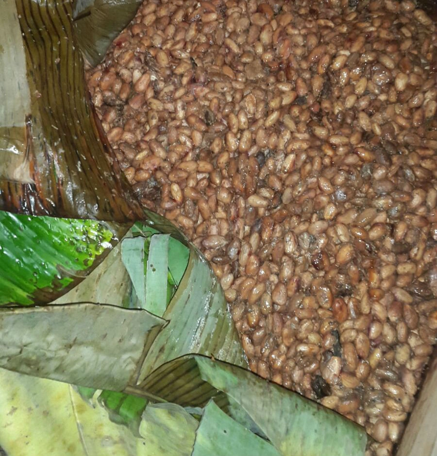 Proceso de fermentación del cacao de Mantuano en cajones de madera