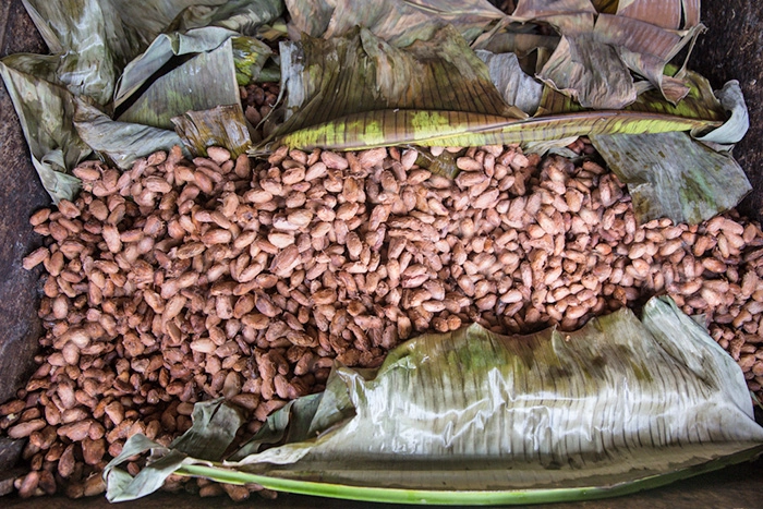 Proceso de fermentación del cacao de Manapiare en cajones de madera