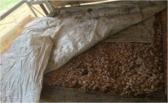 Huila Fino cocoa fermentation process in wooden boxes
