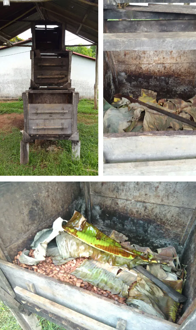 Proceso de fermentación del cacao de Manapiare en cajones de madera