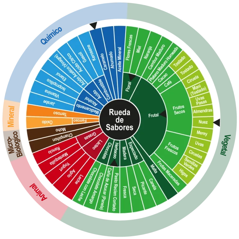 Rueda de sabores del cacao