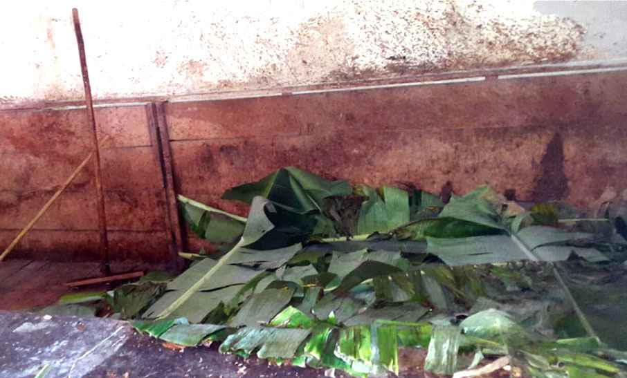 Proceso de fermentación del cacao de Chuao en cajones de madera
