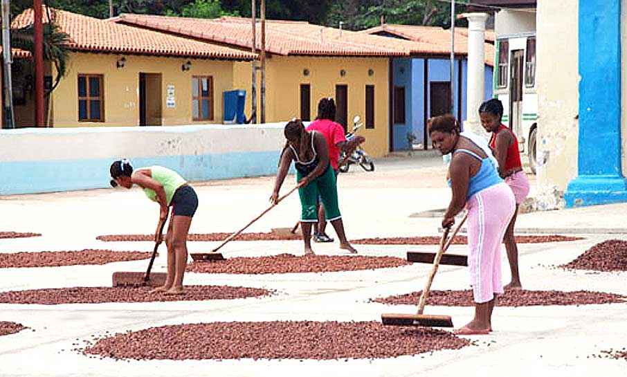 Proceso de secado del cacao de Chuao al sol