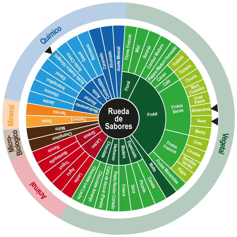 Rueda de sabores del cacao