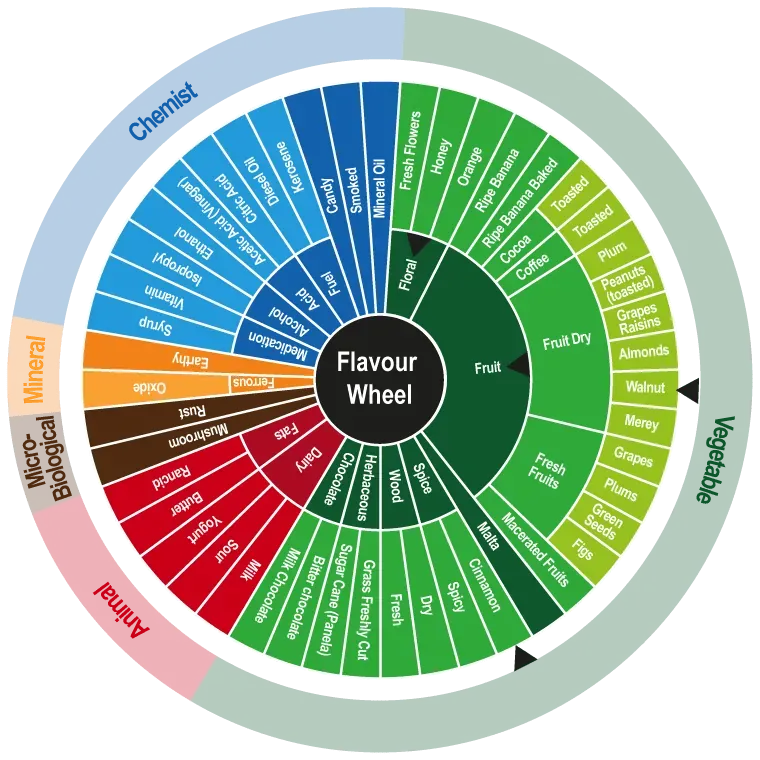 Cocoa flavor wheel showing Patanemo Fino characteristic notes