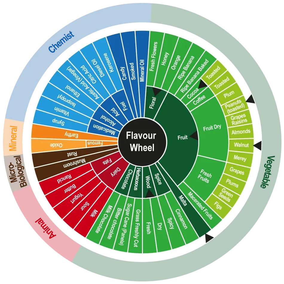 Cacao Flavor Wheel