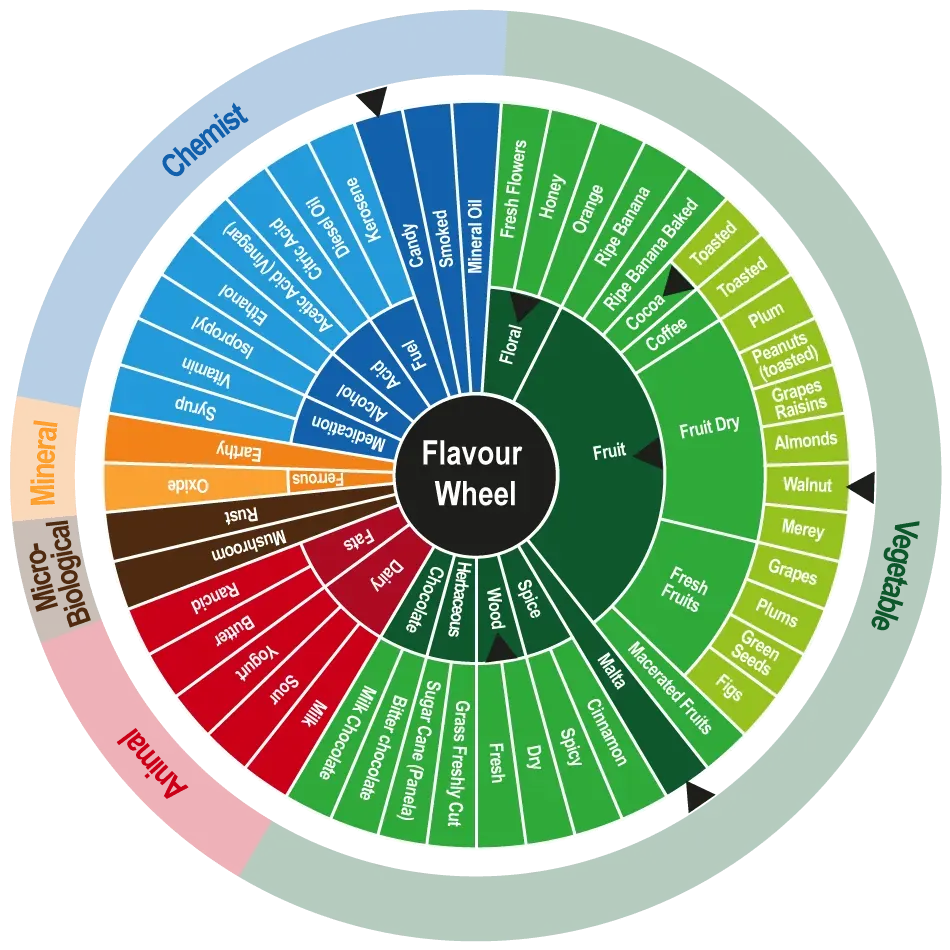 Cacao Flavor Wheel