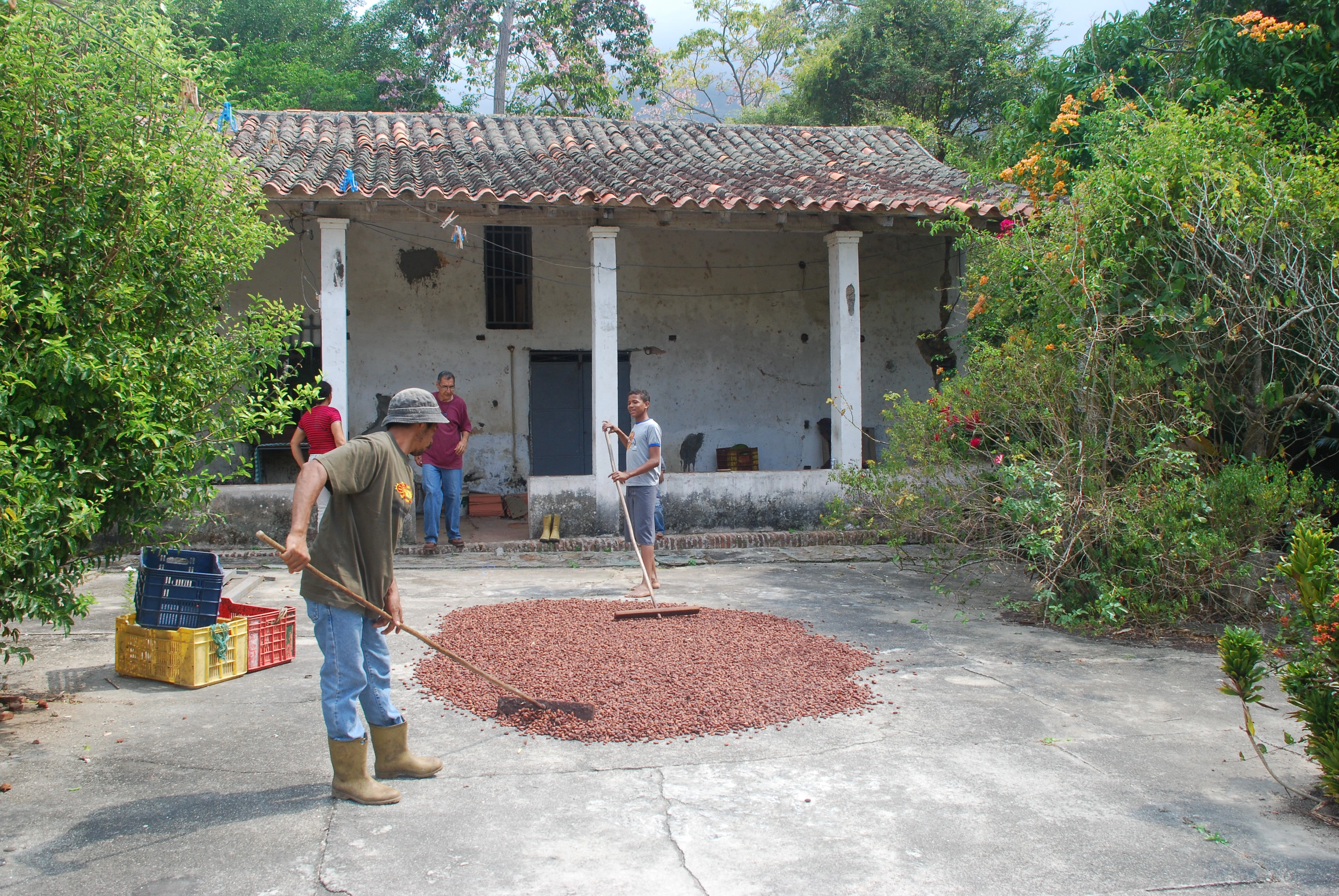 protocolo de secado