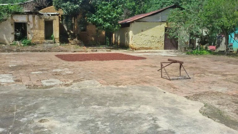 Proceso de secado del cacao de Manapiare al sol