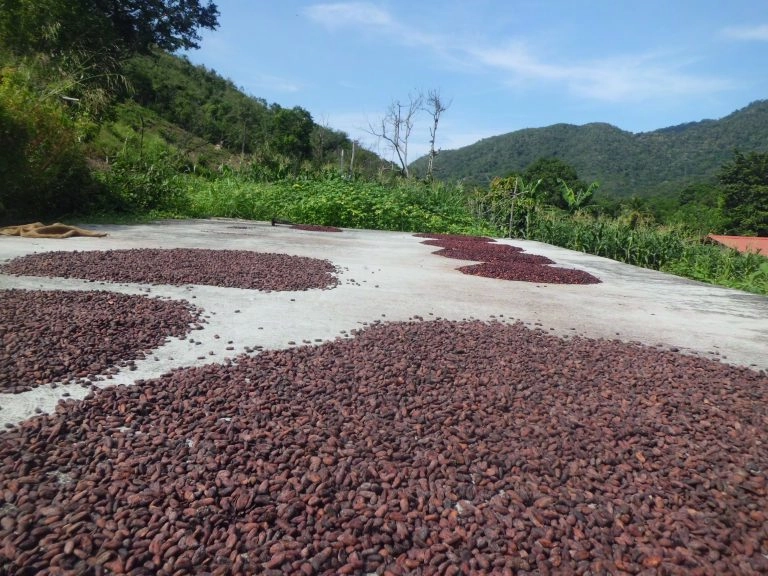 Proceso de secado del cacao de Mantuano al sol
