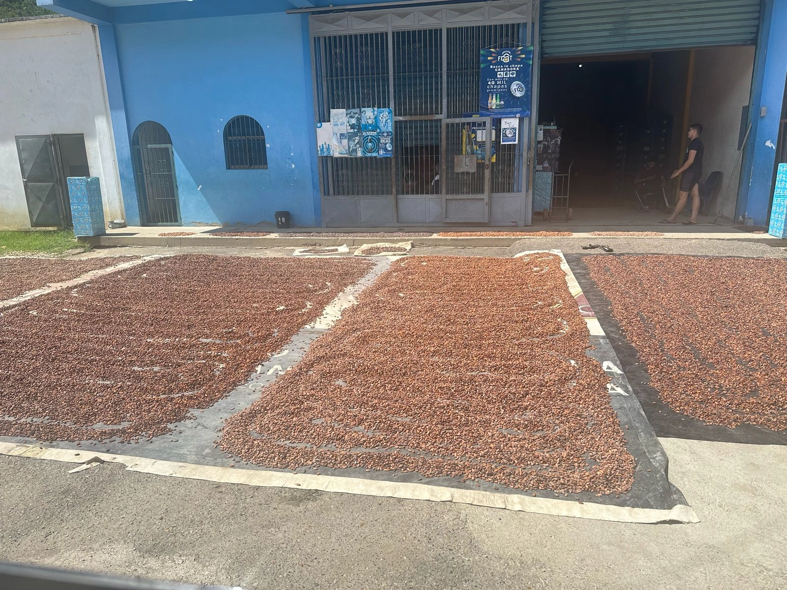 Barlovento cocoa fermentation process in wooden boxes