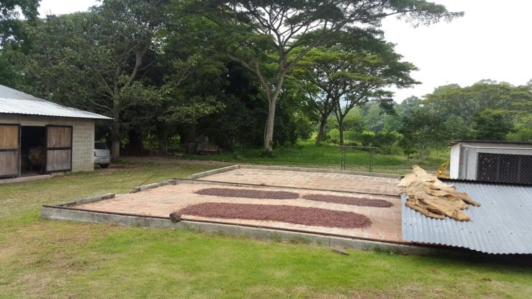 Proceso de secado del cacao de Canoabo al sol