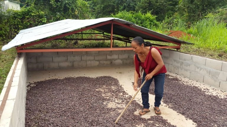 Proceso de secado del cacao de Manapiare al sol