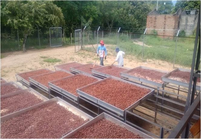 Huila Fino cocoa sun-drying process on wooden beds