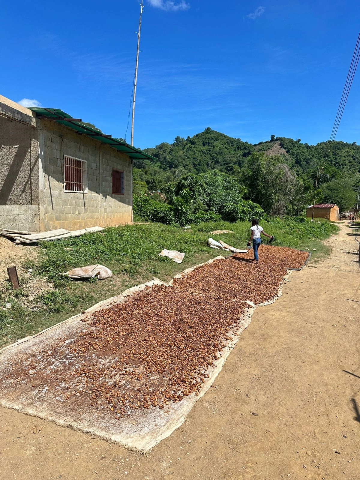 Barlovento cocoa sun-drying process on wooden beds