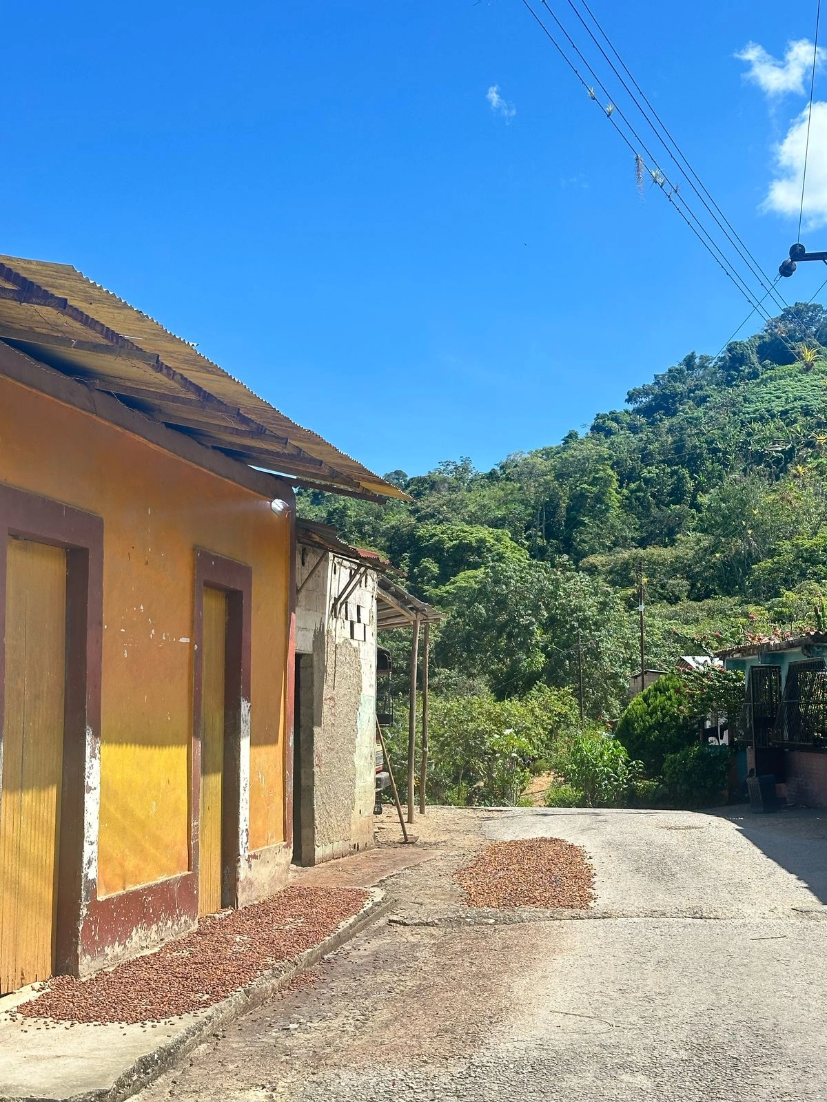 Barlovento cocoa fermentation process in wooden boxes