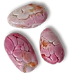 semilla porcelana