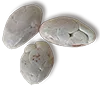 semilla porcelana