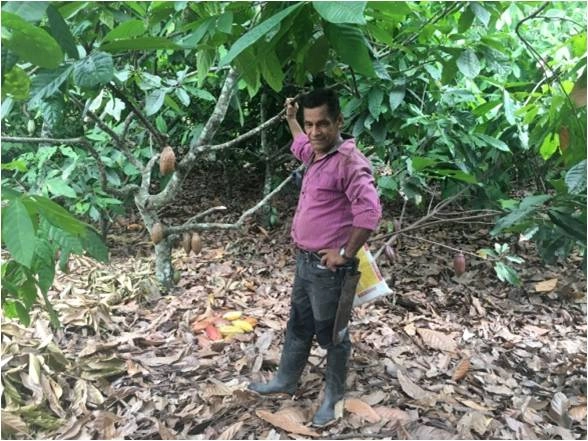 Photographic mosaic of cocoa production in Huila