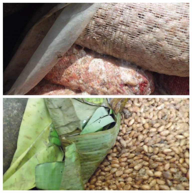 fermentacion1.CStelGcI