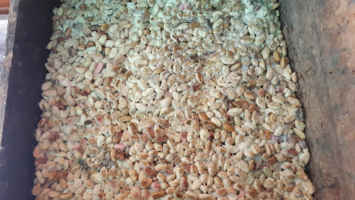 fermentacion3.zGni2-q3