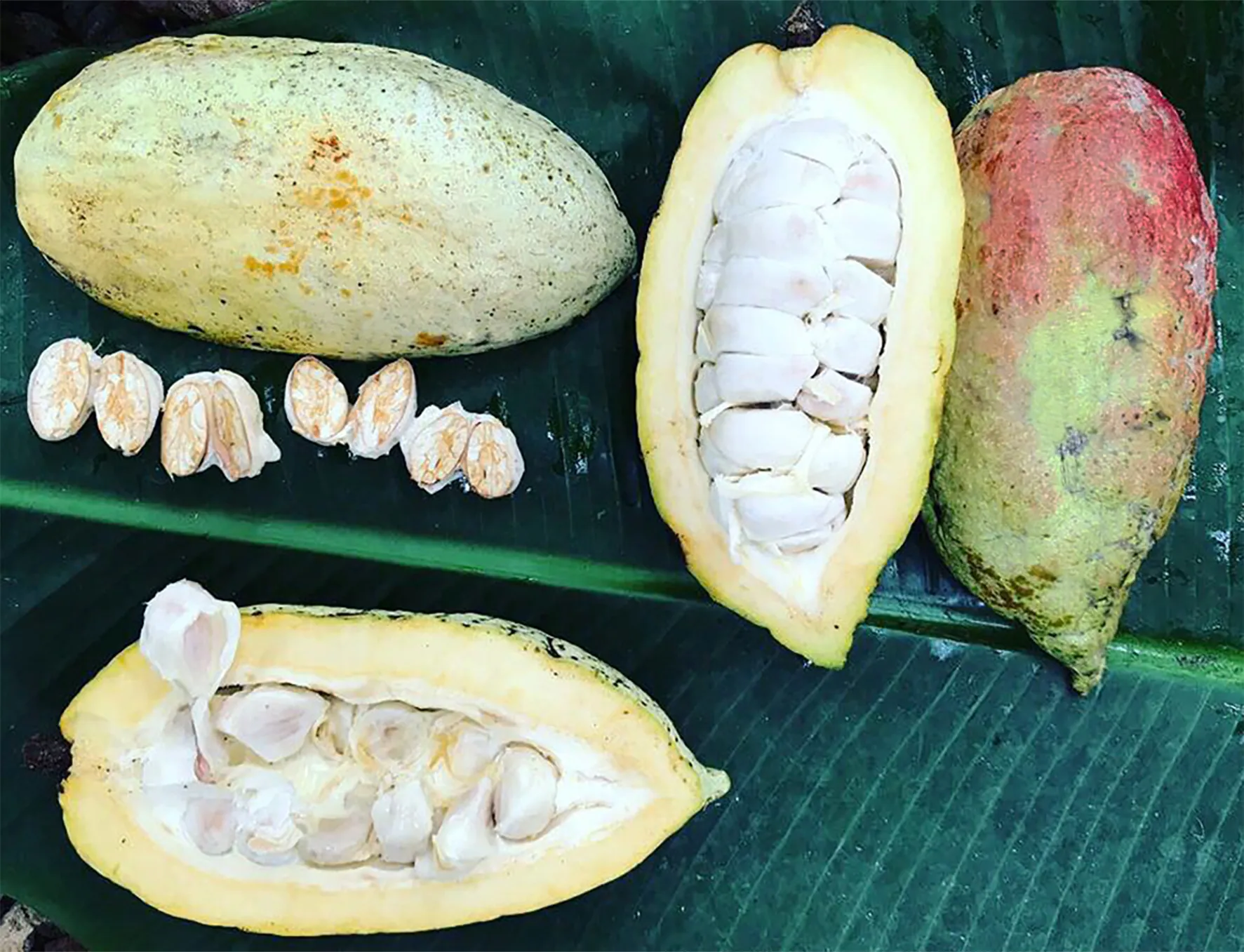 trazabilidad4.7np6gqLK